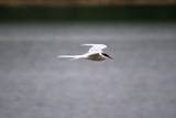Oiseau