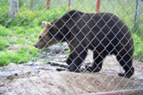 Ours au "centre des carnivores"  Juuso
