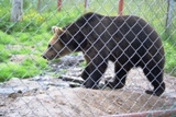 Ours au "centre des carnivores"  Juuso