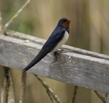 Hirondelle rustique  Siikalathi